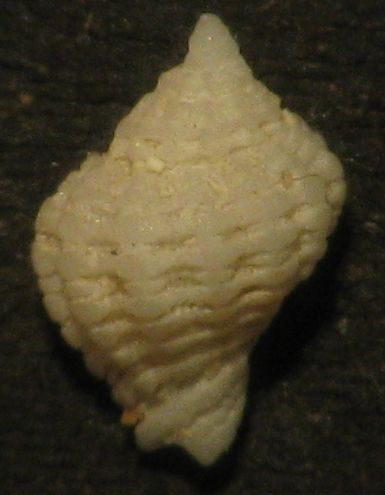 Coralliophila juv.